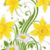 narcissusrain